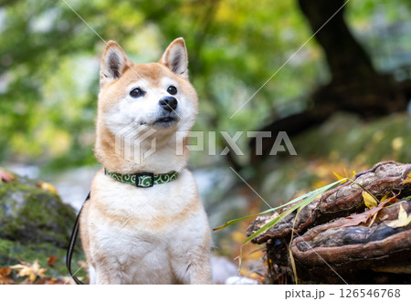 渓流で秋を楽しむ柴犬 可愛い柴犬 柴犬茜 渓流で秋を楽しむ柴犬 可愛い柴犬 柴犬茜 126546768