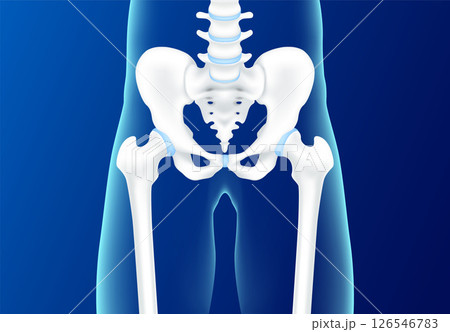Hip bone and joint cartilage pelvis front on blue background. Human skeleton anatomy healthy. Medical health care science concept. Realistic 3D vector. 126546783