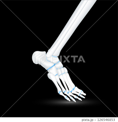Ankle bone foot and joint cartilage side on black background. Human skeleton anatomy healthy. Medical health care science concept. Realistic 3D vector. 126546853