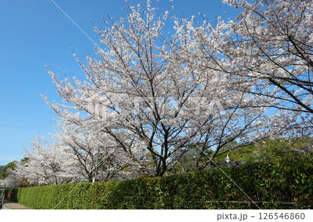 京都の世界遺産、上賀茂神社(賀茂大社)の桜 126546860