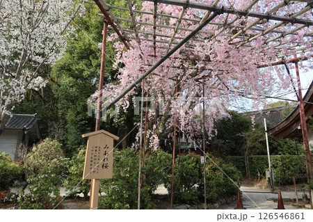 京都の世界遺産、上賀茂神社(賀茂大社)の桜 京都の世界遺産、上賀茂神社(賀茂大社)の桜 126546861