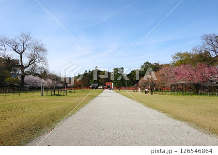 京都の世界遺産、上賀茂神社(賀茂大社)の二ノ鳥居と桜 126546864