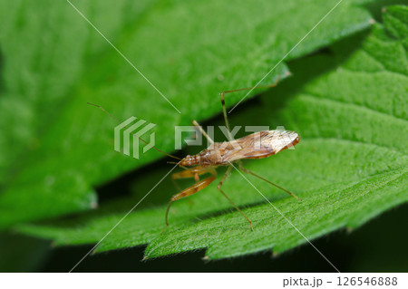 森の葉上にアカマキバサシガメの成虫(自然環境下ストロボマクロ撮影) 森の葉上にアカマキバサシガメの成虫(自然環境下ストロボマクロ撮影) 126546888