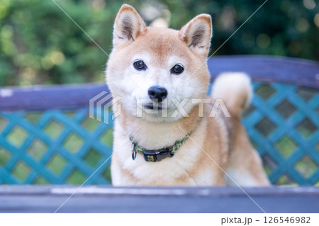 ベンチでたたずむ柴犬 可愛い柴犬 柴犬茜 ベンチでたたずむ柴犬 可愛い柴犬 柴犬茜 126546982