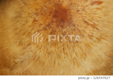 チャツムタケ属キノコのカサ・鱗片模様の接写画像（自然環境下マクロ撮影） 126547027