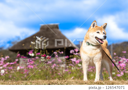 日本家屋背景に柴犬 可愛い柴犬 柴犬茜 日本家屋背景に柴犬 可愛い柴犬 柴犬茜 126547071