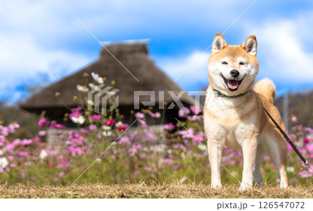 日本家屋背景に柴犬 可愛い柴犬 柴犬茜 日本家屋背景に柴犬 可愛い柴犬 柴犬茜 126547072