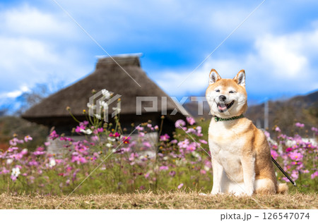 日本家屋背景に柴犬　可愛い柴犬　柴犬茜 126547074