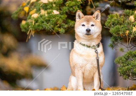 公園を散策する柴 犬可愛い柴犬 柴犬茜 公園を散策する柴 犬可愛い柴犬 柴犬茜 126547087
