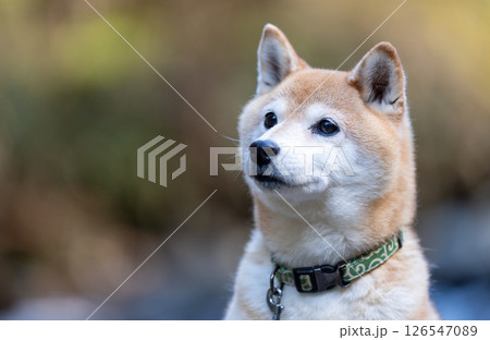 公園を散策する柴　犬可愛い柴犬　柴犬茜 126547089