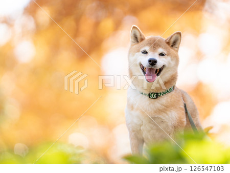 紅葉背景に柴犬　可愛い柴犬　柴犬茜 126547103
