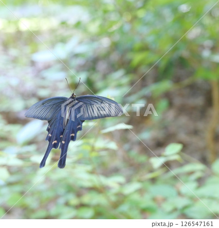 真夏に羽を広げて滑空するジャコウアゲハの雌の写真 126547161