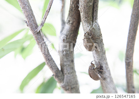 木の幹にとまるニイニイゼミの抜け殻の写真 126547165