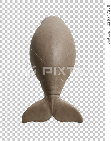 儒艮的背面 儒艮的背面 126547238