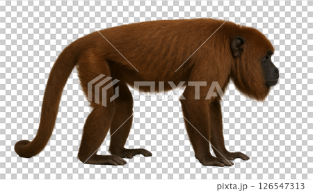 Howler monkey lying sideways Howler monkey lying sideways 126547313