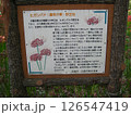 ヒガンバナ(曼殊沙華)群生地の説明看板 126547419