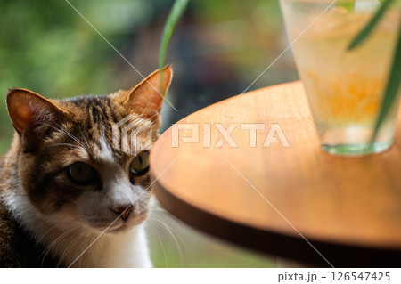 ジュースを見つめる猫 ジュースを見つめる猫 126547425