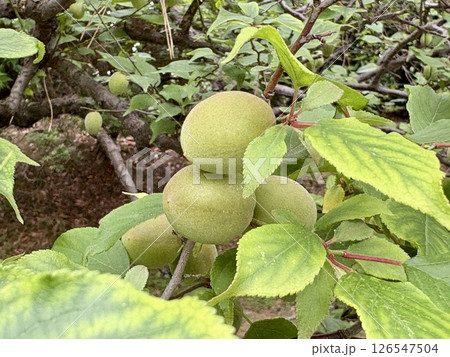 青い梅の実_紅冬至_コウトウジ 青い梅の実_紅冬至_コウトウジ 126547504