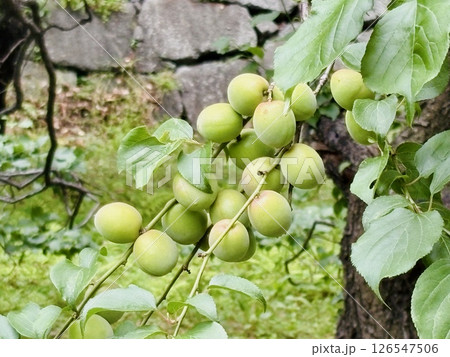 青い梅の実_シラカガ 126547506