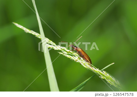 草を登る赤菌色のフジナガハムシダマシの仲間（メス・自然環境下マクロ撮影） 126547578