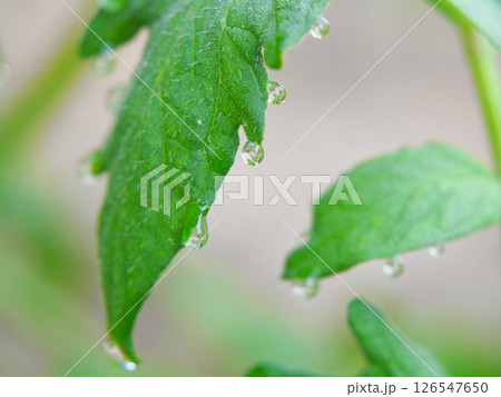 雨上がりのトマト 126547650