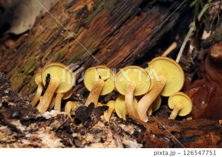 朽木にまとまって群生するチャツムタケ菌キノコたちの裏ヒダ形状(自然環境下マクロ撮影) 朽木にまとまって群生するチャツムタケ菌キノコたちの裏ヒダ形状(自然環境下マクロ撮影) 126547751
