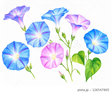 朝顔の水彩風イラスト 126547805