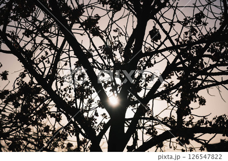 [阪南エリア]美しい夕日の光に照らされた港町 126547822