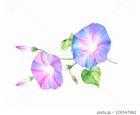 朝顔の水彩風イラスト 朝顔の水彩風イラスト 126547862