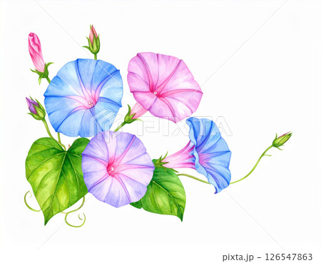 朝顔の水彩風イラスト 126547863