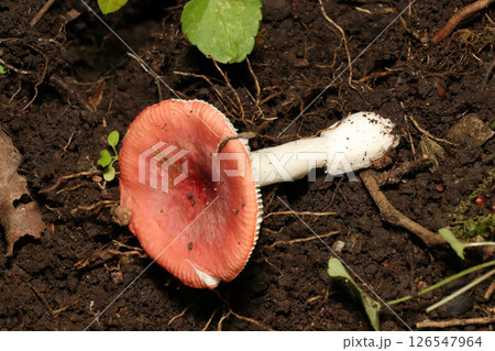 毒きのこらしい赤いベニタケ属茸(自然環境下ストロボマクロ撮影) 毒きのこらしい赤いベニタケ属茸(自然環境下ストロボマクロ撮影) 126547964
