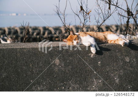 [阪南エリア]可愛らしい猫 126548172