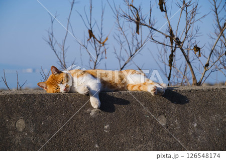 [阪南エリア]可愛らしい猫 126548174