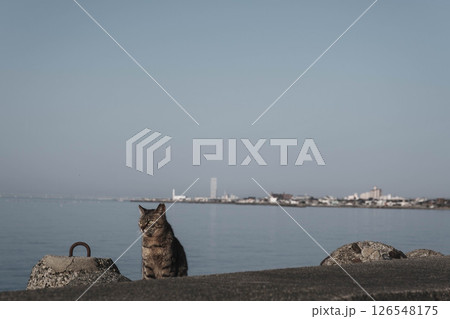 [阪南エリア]可愛らしい猫 126548175