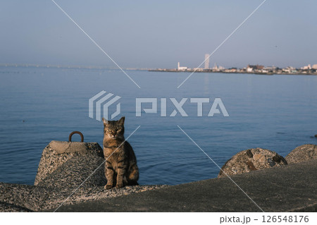 [阪南エリア]可愛らしい猫 126548176