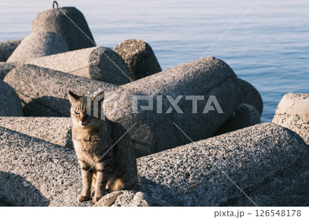 [阪南エリア]可愛らしい猫 126548178