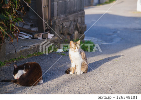 [阪南エリア]可愛らしい猫 126548181