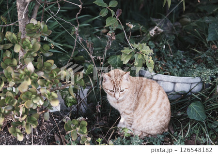 [阪南エリア]可愛らしい猫 126548182