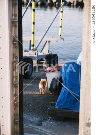 [阪南エリア]可愛らしい猫 126548186