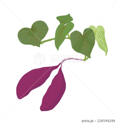 さつまいもの全体イラスト 126548299