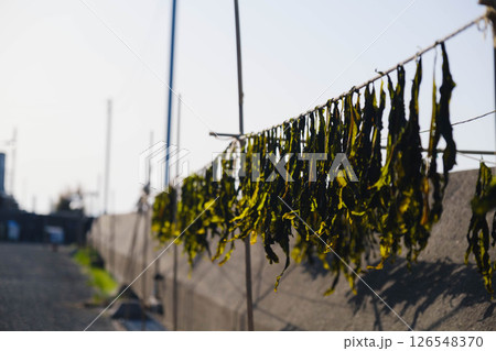 [阪南エリア]天日干しされたワカメ 126548370