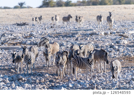 Zebras in Etosha Zebras in Etosha 126548593