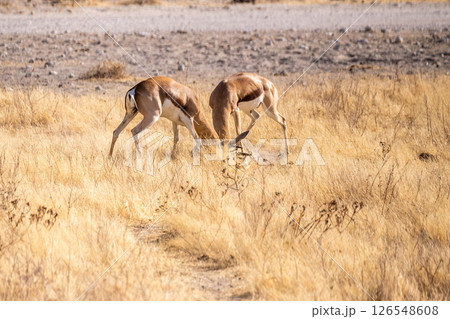 Two fighting impalas Two fighting impalas 126548608