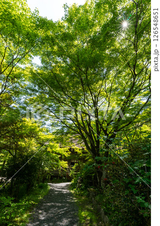 新緑の参道 126548651