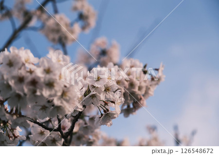 [狭山池公園]美しい桜 126548672