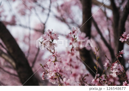 [狭山池公園]美しい桜 126548677