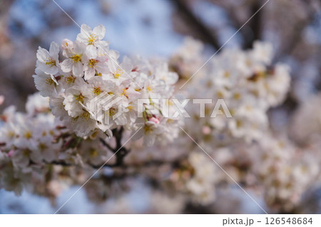 [狭山池公園]美しい桜 126548684