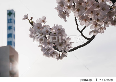 [狭山池公園]美しい桜 126548686