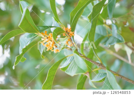 オレンジ色のキンモクセイの花 126548853