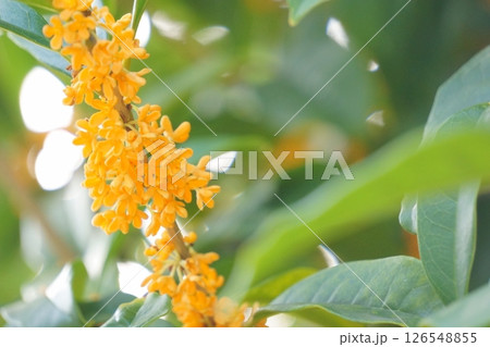 やわらかな秋の日差しを浴びるキンモクセイ 126548855